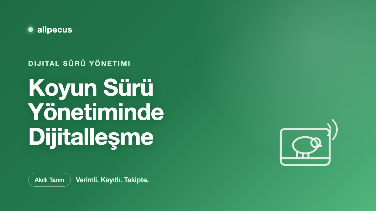 Koyun Sürü Yönetiminde Dijitalleşme: Nereden Başlamalı?
